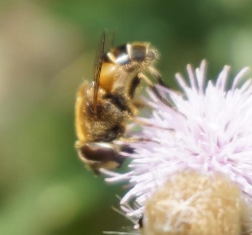 Réf. 326 880 : Eristalis nemorum